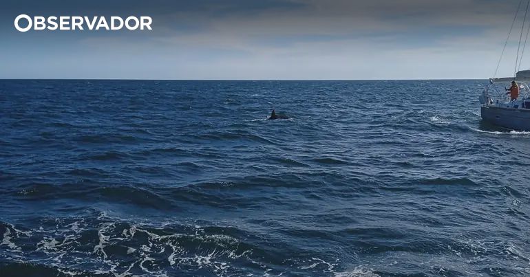 Veleiro atacado por orcas ao largo de Vila do Conde – Observador