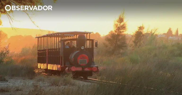 Colisão entre comboios turísticos faz 14 feridos – Observador