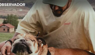 Morreu Roscoe, o famoso cão de Lewis Hamilton – Observador