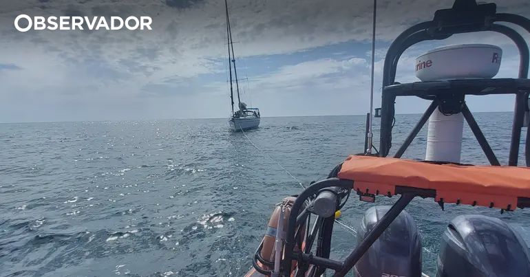 Ataque de orcas em Peniche deixou veleiro francês sem leme – Observador