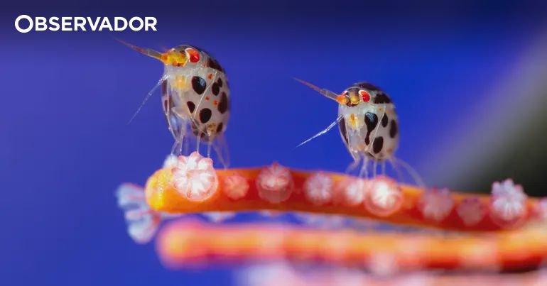Uma das melhores fotos do mar de 2025 é de Portugal – Observador