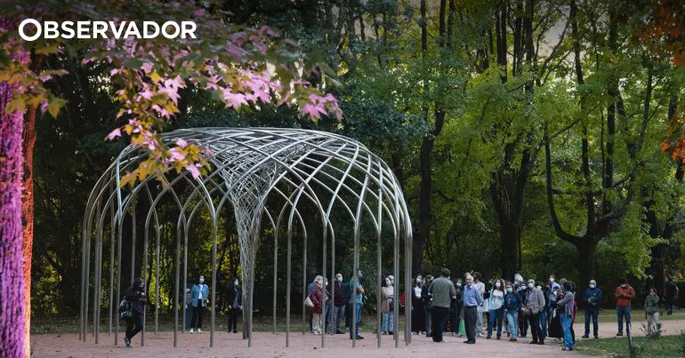 Botânico reúne em livro 100 plantas da obra de Camões – Observador