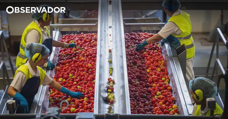 “Estar na Europa começa a ser desvantagem”, diz CEO da Sugal – Observador
