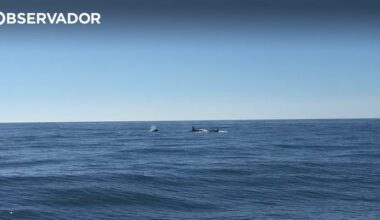 Orcas afundam embarcação ao largo de Cascais – Observador