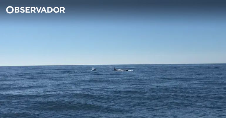 Orcas afundam embarcação ao largo de Cascais – Observador