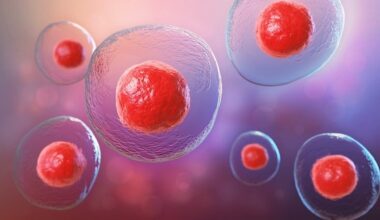 Transplante de células-tronco usado em derrames fez crescer células cerebrais da área lesionada, mostra novo estudo da Nature