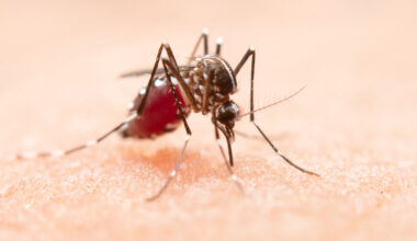 Dengue e chikungunya custaram R$ 1,2 bilhão ao SUS entre 2015 e 2024