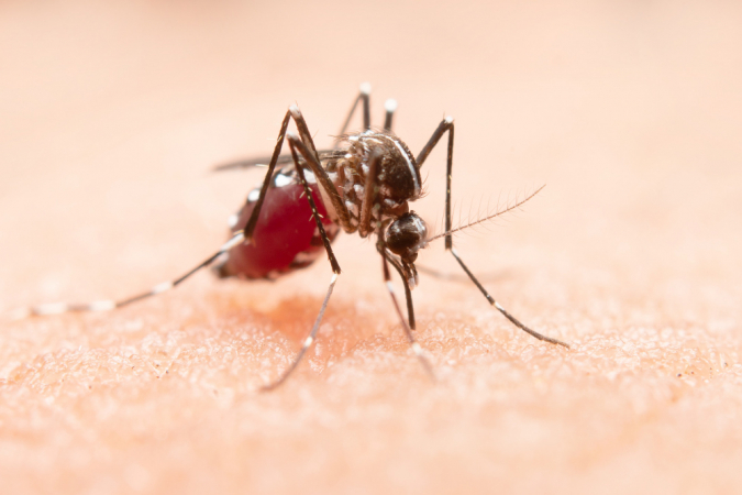 MOsquito da dengue
