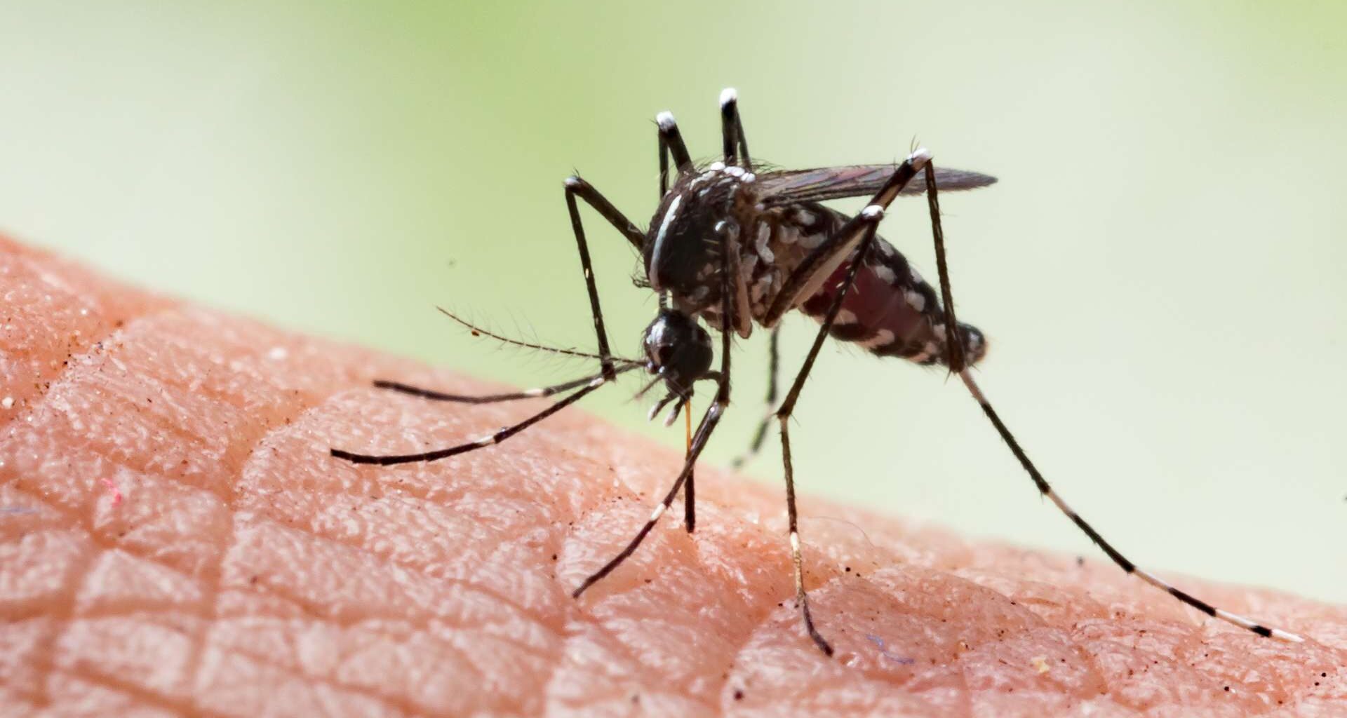 Se não quer ser mordido por mosquitos, evite sexo e álcool