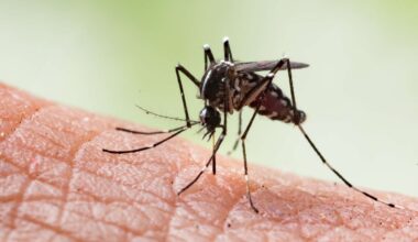 Se não quer ser mordido por mosquitos, evite sexo e álcool