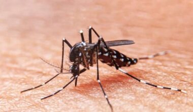 LIRAa: 25 bairros de Aracaju estão com médio risco do Aedes aegypti