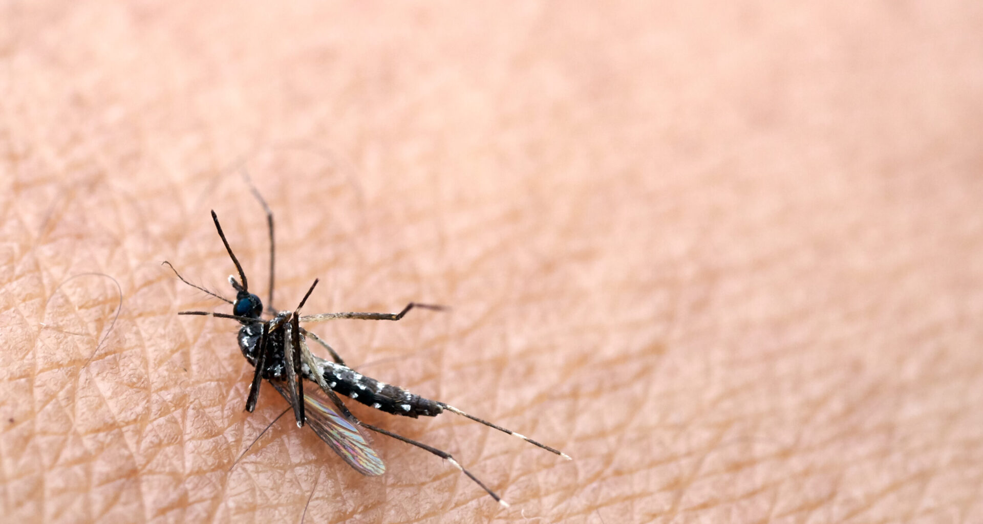 Costuma beber isto? Pode estar a atrair mais mosquitos e picadas