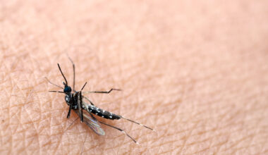 Costuma beber isto? Pode estar a atrair mais mosquitos e picadas