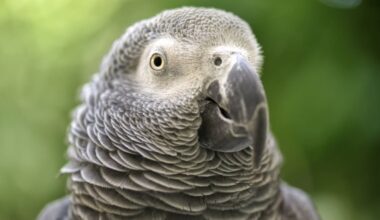Cinco papagaios tiveram de ser separados num zoo do Reino Unido por ofenderem os visitantes com palavrões