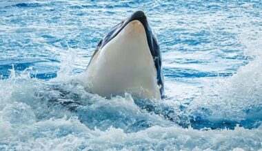 orcas capa