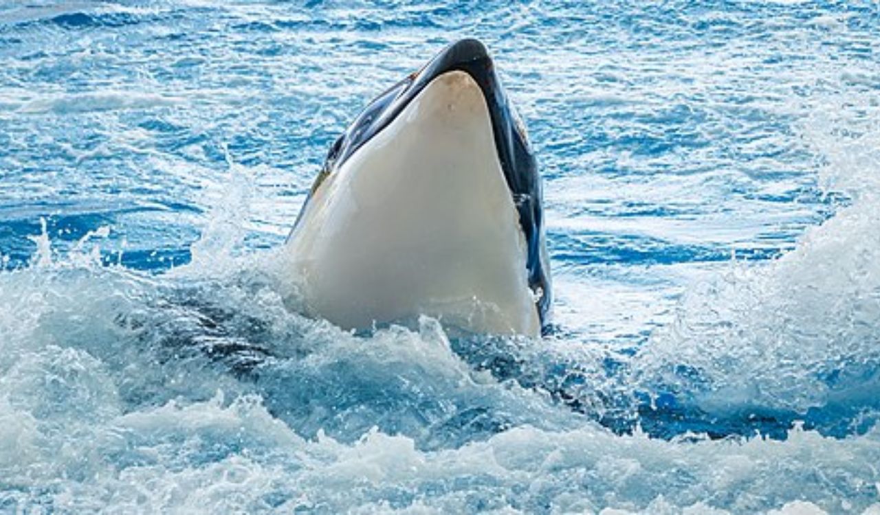 orcas capa
