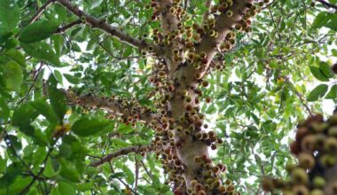 O poder da fruta roxa do Brasil que vai além do sabor e ajuda na prevenção de doenças
