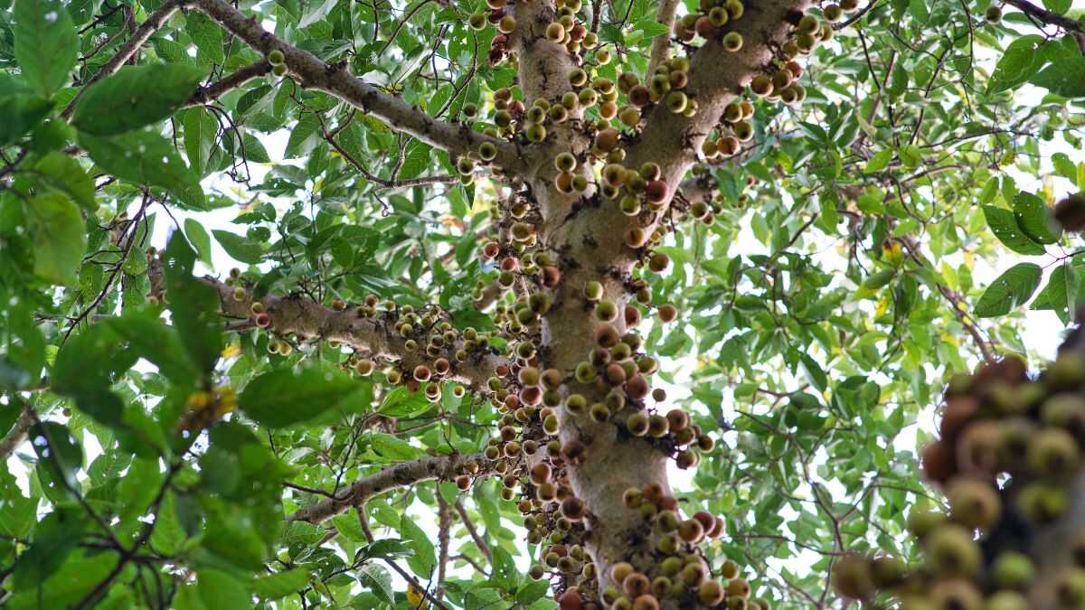 O poder da fruta roxa do Brasil que vai além do sabor e ajuda na prevenção de doenças