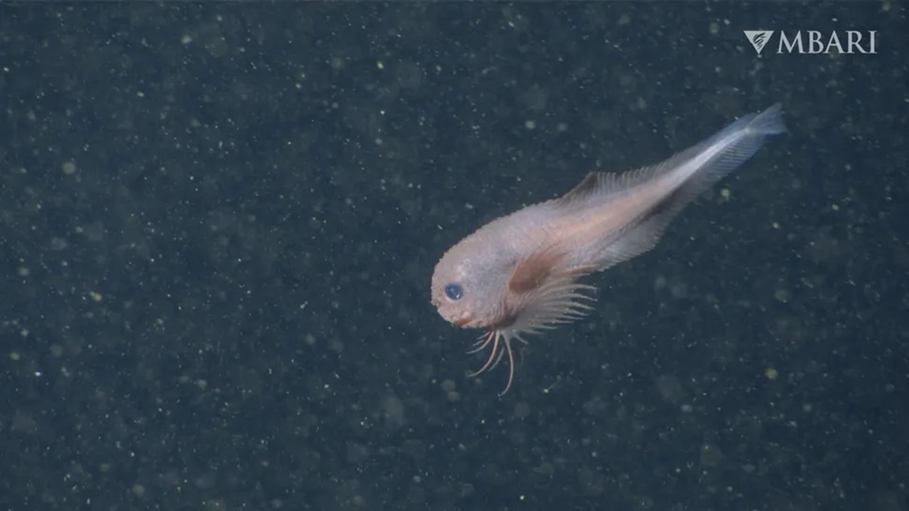 Cientistas identificam nova espécie de peixe-caracol
