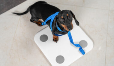 Conheça as causas e os riscos da obesidade em animais de estimação