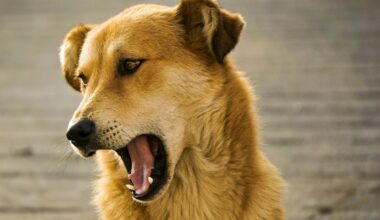 Brasil bate marco histórico e completa 10 anos sem casos de raiva humana transmitida por cães