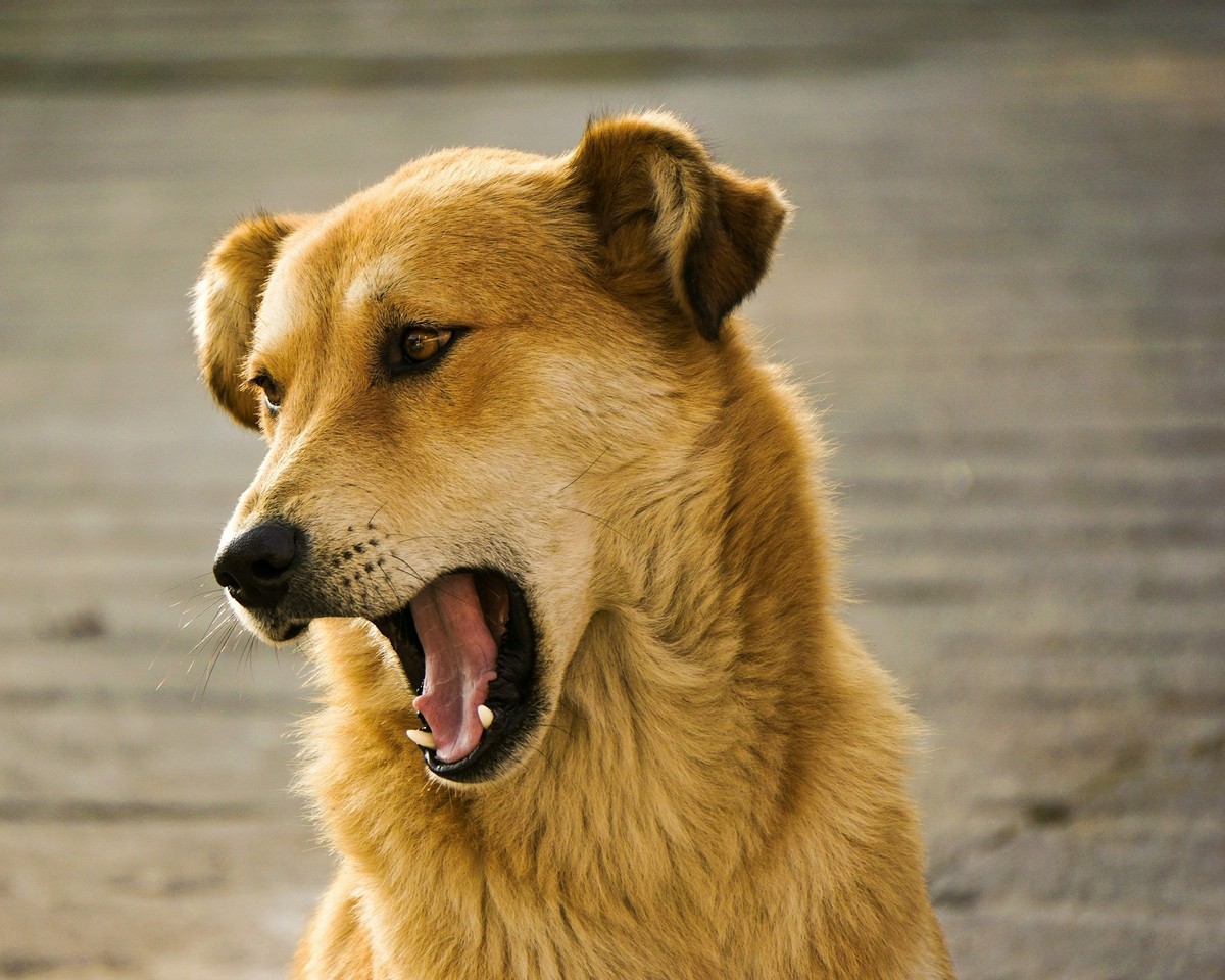 Brasil bate marco histórico e completa 10 anos sem casos de raiva humana transmitida por cães