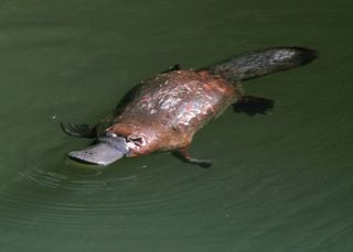 Porque é que a Austrália tem muitos animais que são raros e estranhos?