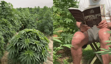 Quem é o ator de "A Viagem" que bomba nas redes sociais produzindo conteúdo sobre sua plantação de cannabis