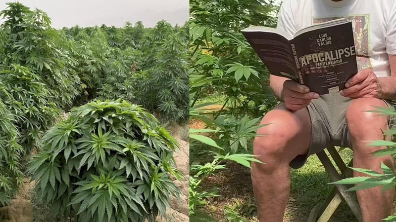 Quem é o ator de "A Viagem" que bomba nas redes sociais produzindo conteúdo sobre sua plantação de cannabis