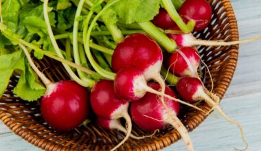 Estudo com rabanetes mostra a 1ª evidência de que nanopartículas de plástico podem se acumular nas partes comestíveis dos vegetais