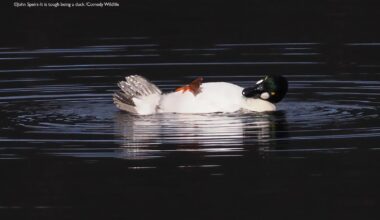 Elefante envergonhado, pato fumante e 'de boa na lagoa': veja fotos finalistas do concurso 'comédia da vida selvagem' - G1
