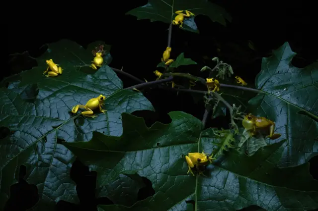 Pererecas reunidas à noite sobre folhas largas de tom verde escuro, com fundo totalmente preto