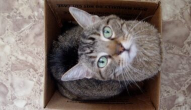 100 anos após o nascimento da mecânica quântica, Prêmio Nobel foi concedido às pessoas que "mataram" o gato de Schrödinger