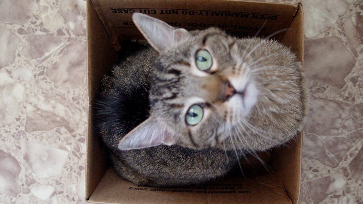 100 anos após o nascimento da mecânica quântica, Prêmio Nobel foi concedido às pessoas que "mataram" o gato de Schrödinger