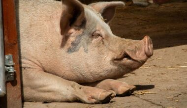Primeiro transplante de fígado de porco para humano mantém paciente vivo durante 171 dias