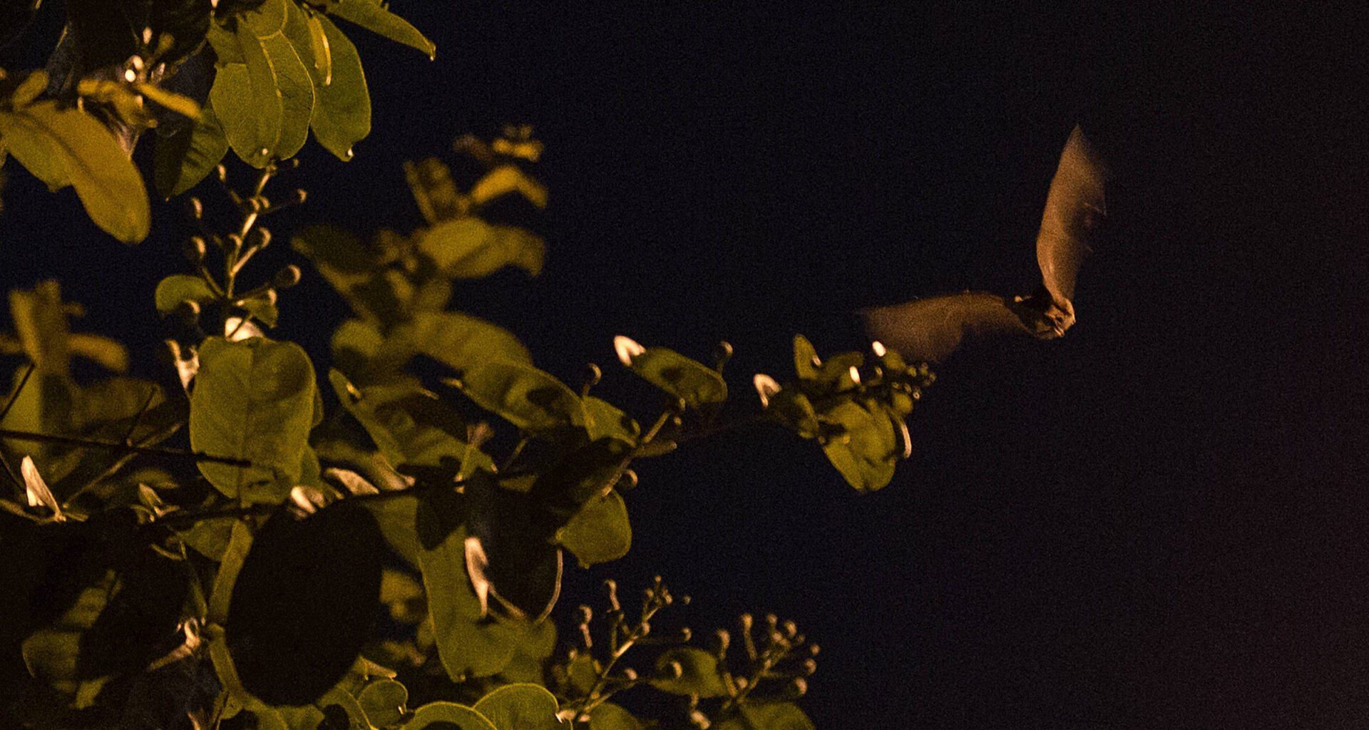 Microcosmo de vírus nos morcegos de SP e futuras pandemias - 25/10/2025 - Reinaldo José Lopes