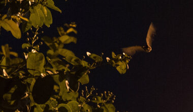 Microcosmo de vírus nos morcegos de SP e futuras pandemias - 25/10/2025 - Reinaldo José Lopes