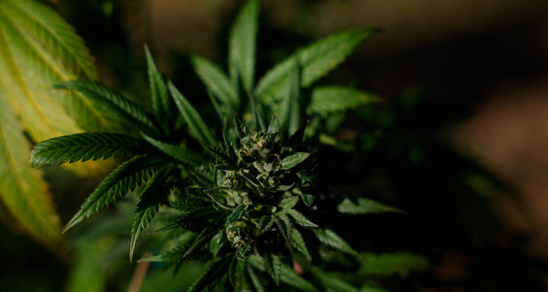 Maconha ajuda a dormir? Veja o que dizem os especialistas - 25/10/2025 - Equilíbrio