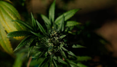 Maconha ajuda a dormir? Veja o que dizem os especialistas - 25/10/2025 - Equilíbrio