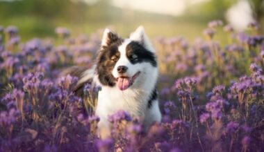 Veja como cuidar da saúde e do bem-estar dos pets na primavera