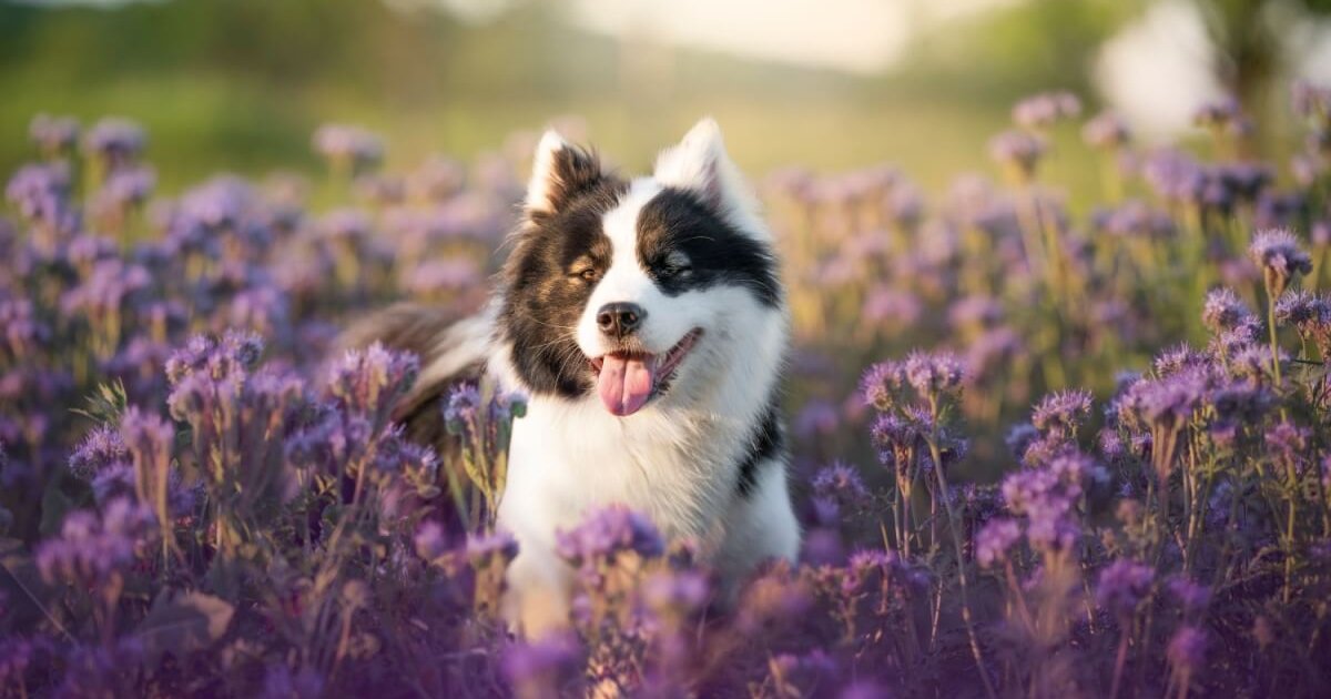 Veja como cuidar da saúde e do bem-estar dos pets na primavera