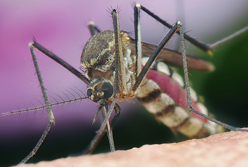 Governo transfere mais de 9,6 milhões de escudos para reforço do combate à dengue e prevenção do paludismo