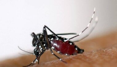 Conheça a fábrica em Campinas que cria mosquitos 'do bem' para combater a dengue