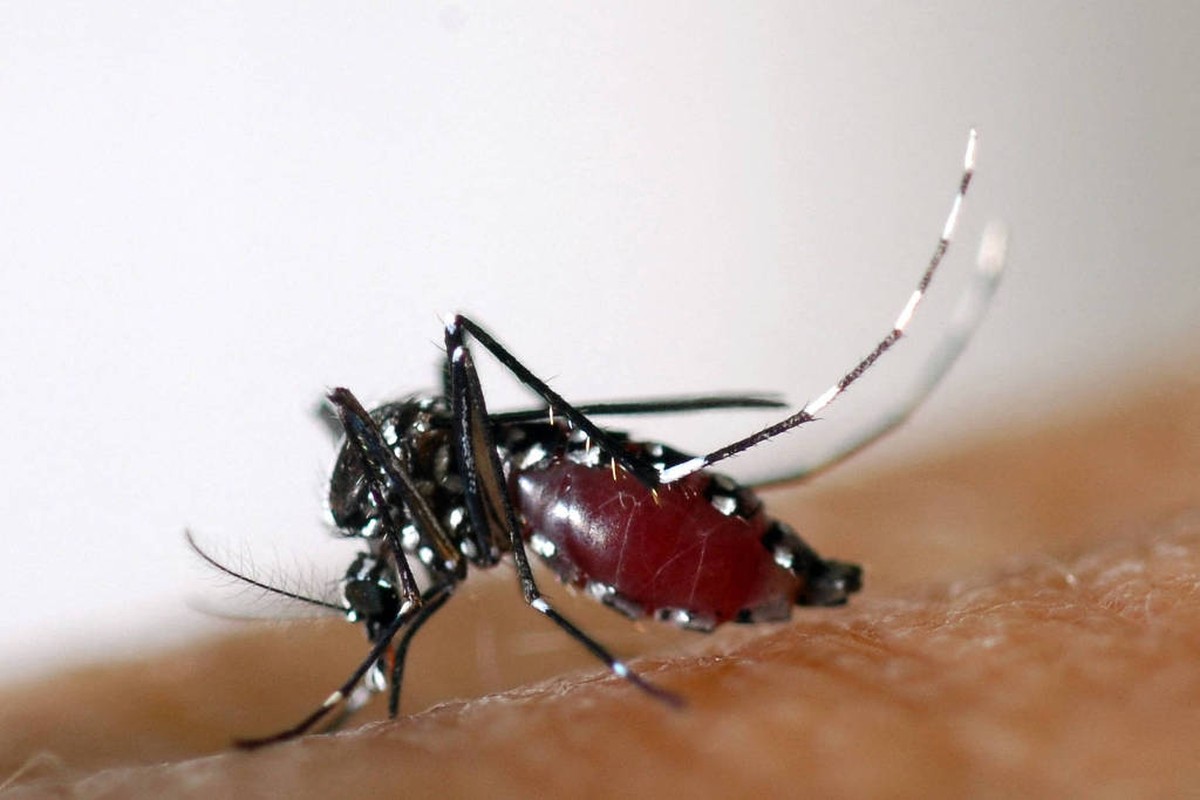 Conheça a fábrica em Campinas que cria mosquitos 'do bem' para combater a dengue