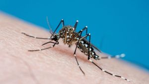 Braço do Norte registra novo caso de dengue e chega a cinco confirmações