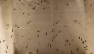 Mosquito-tigre detetado em Vila Verde