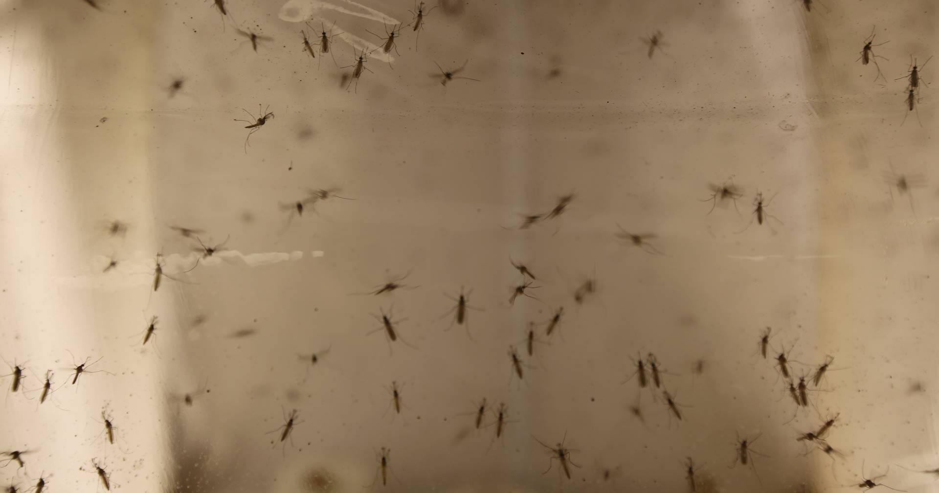 Mosquito-tigre detetado em Vila Verde