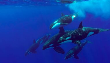 Ataque de orcas ao largo de Peniche, tripulantes de veleiro tiveram de ser resgatados