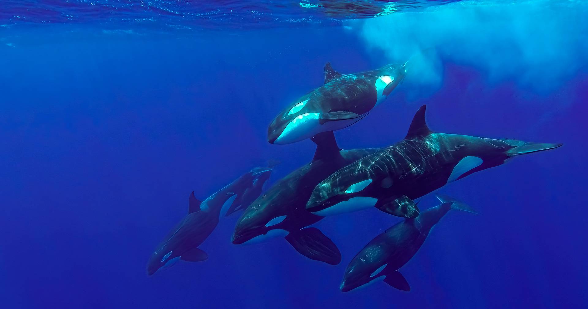 Ataque de orcas ao largo de Peniche, tripulantes de veleiro tiveram de ser resgatados
