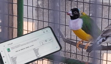 Rádio Educadora 90.3 FM » CIDASC desburocratiza emissão de Guia de Trânsito Animal para aves e animais aquáticos